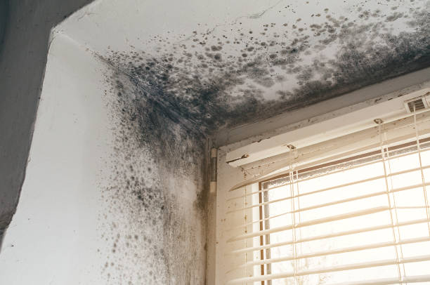 Affordable Black Mold Remediation solutions in Sea Girt, NJ